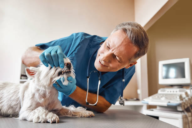 Best Emergency Wisdom Tooth Extraction in Badger, AK